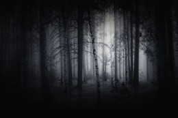 Темный лес. / ***