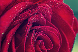Rose / Капли воды на бутоне розы, при съемке дополнительно использовались макрокольца.