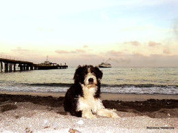 Охраняю море / Вечер в Алуште у моря. А это местный очень обаятельный пес на фоне волшебного заката.