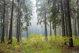 Осенний лес / Туман в хвойном лесу