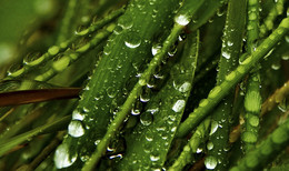 Росинки / Просто дождь и трава