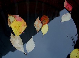 листья в воде / осень