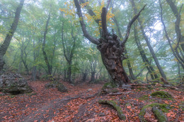 Исполин / Крым, буковый лес на склоне Демерджи.