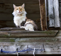 Кошка на окошке.. / Боровский житель...
