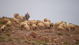 Жизнь как она есть / Бедуин и стадо овец...Горы Мертвого моря...