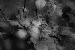 ночь / ...в ночи