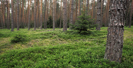&nbsp; / Natur findet man in Masuren (Polen) immer wieder. Hier einer der vielen Wälder.