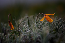 Скифские тюльпаны II / Крым