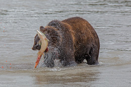 Поймал! / Камчатка. Курильское озеро.
http://ratbud.livejournal.com/