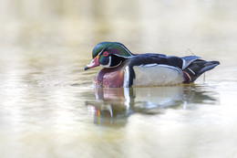 Wood Duck~Каролинская утка / Wood Duck~Каролинская утка