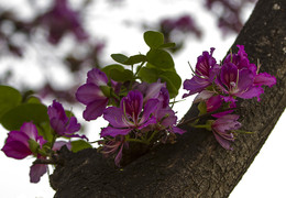 И даже пень,в весенний день... / Великолепное впечатляющее цветение баухинии приводит в восторг большинство цветоводов.Из-за схожести формы ее цветков с орхидеями и нежного душистого аромата растение часто именуют орхидным деревом, хотя к известному семейству оно не имеет никакого отношения.