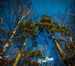 Весеннее стремление. / Весна. Парк Сокольники.