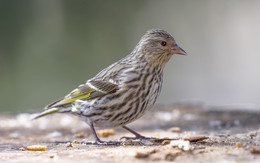 Pine Siskin ~ Сосновый Чиж / Сосно́вый чиж (лат. Carduelis pinus) — птица семейства вьюрковых отряда воробьинобразных. Встречается в Северной Америке. Сосновый чиж достигает длины 13 см, имеет коричневатое оперение с бледной нижней стороной, тонкие коричневатые и широкие жёлтые полоски на крыльях и жёлтые пятна у основания хвоста. Самец чаще более желтоватый. Хвост вилочковый. Сосновый чиж живёт в хвойных лесах, парках и лугах в Северной Америке, от Аляски до мексиканских гор. Северные популяции зимуют на юге.