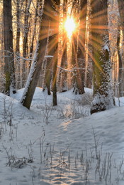 Морозное солнце / Утро в Царицынском парке