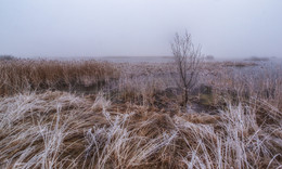 Одиночество / Туманным утром на болоте, Гроднеская область, 2015г.