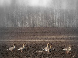 Дикие гуси прилетели / Дикие гуси ищут места гнездования и хорошей кормёжки.