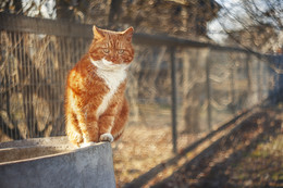 Филимон / мой котей