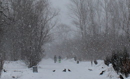Снежный день / Снег в парке