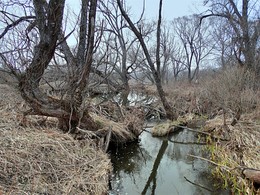 Бобровая запруда / В истоках речки Сухая Орлица водится много бобров, которые, в каждом для них удобном месте, строят плотины и возводят свои домики.