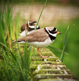 &nbsp; / Га́лстучник (лат. Charadrius hiaticula) — птица рода зуйки (Charadrius) из семейства ржанковых (Charadriidae).
Небольшая птица крупнее воробья, обитающая на песчаных или галечниковых участках на берегах рек, озёр и морей. Перелётная птица.
Окраска верхней стороны тела буровато-серая, нижняя сторона тела белая, на зобе имеется поперечная полоса чёрного цвета, напоминающая галстук (от чего птица и получила своё название). Темя черноватое, лоб белый, ограниченный снизу чёрной полосой, проходящей через глаза. Цвет ног и основания клюва — оранжево-жёлтый. На внутренней стороне крыла белая полоса, которую видно в полёте.
Гнездо галстучника выглядит как небольшое углубление в песке, иногда с валиком из камушков. Самка откладывает 4 желтоватых с тёмными пятны.шками яйца