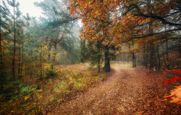 Барви осіннього лісу / Осень, лес