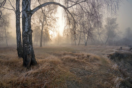 Утро в лесу. / Последние апрельские деньки....