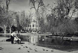 Как хлопали крылами сизари. / Краснодар. Городской сад.
Март 2016 года.