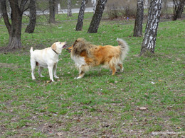 Дело было в парке / Собаки знакомятся!