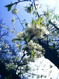 Небо и цветы / Самое весеннее цветение