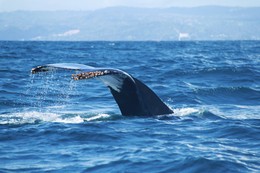 Фотоохота на горбатого кита / ***