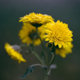 yellow flower / yellow, flower, желтый, цветок, растение