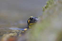 &nbsp; / Feuersalamander (Salamandra salamandra) Schwäbische Alb (Deutschland)