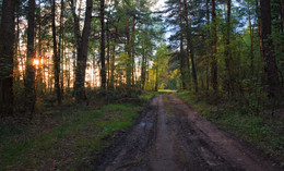 Весенний вечер в лесу / Природа Беларуси
