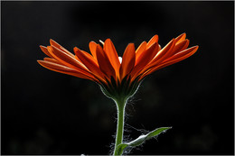 &nbsp; / Натюрморт