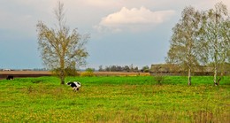 на выгоне / весна, коровки на лугу, немного облачно