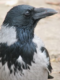 портрет любопытной вороны / ворона