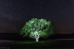 Ночное дерево / на берегу Прони, май 2016