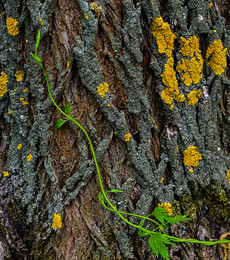 Вьюнок... / Цепляясь за неровности ствола только вверх...