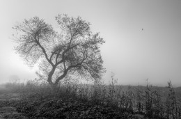 Одинокое дерево / Туманный рассвет 2016г.