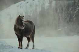 Штрихи к портрету / Иркутская область Казачинско-Ленский район.