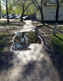 puddle-tree / ***