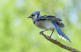 Blue jay~Голубая сойка / Blue jay~Голубая сойка