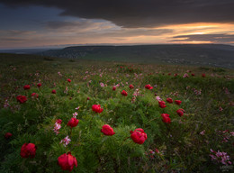 Утро.Ветер.И цветы...II / Крым весна