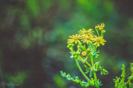 цветы / цветы, весна, май, зелень, сад