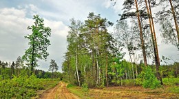 лесной пейзаж / облачно, красивый лес, вторая половина дня.