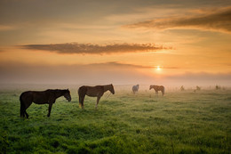 Утро туманное: еще раз лошадки) / Туманное утро на Желтом Береге.