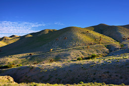Пустыня Негев весной / Landscape with a camels between green hills in spring Negev desert at sunset, Israel