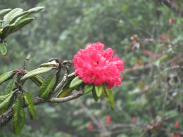Цветок Махаратма в Шри-Ланке / Редкий цветок Махаратма был мною найден и сфотографирован в Шри-Ланке, на горе Пидуруталагала, в 2015 году.
