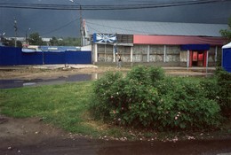 шиповник / ***