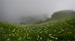 Цветущая альпика / Горы Кавказа в начале июня на высоте 1800 м